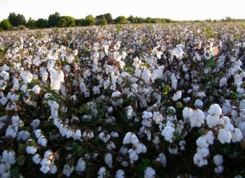 Cotton crop