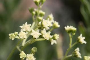 Guayule Flower