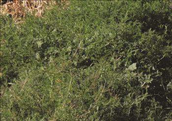 Hairy vetch cover crop