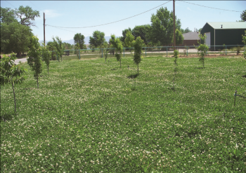 New Zealand white clover